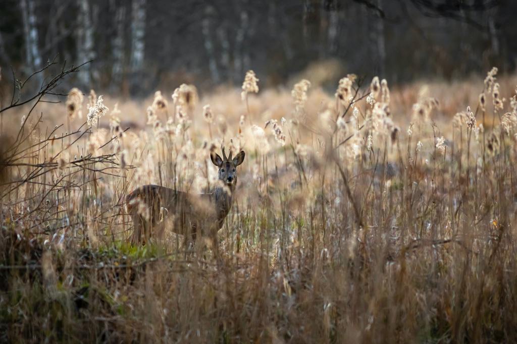 Deer hunting